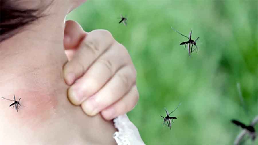 La Argentina acumula más de 315 mil casos de dengue en lo que va de 2024