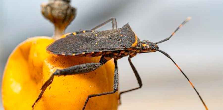 Enfermedad de Chagas:¿Cuáles son los dos estadios de la infección?