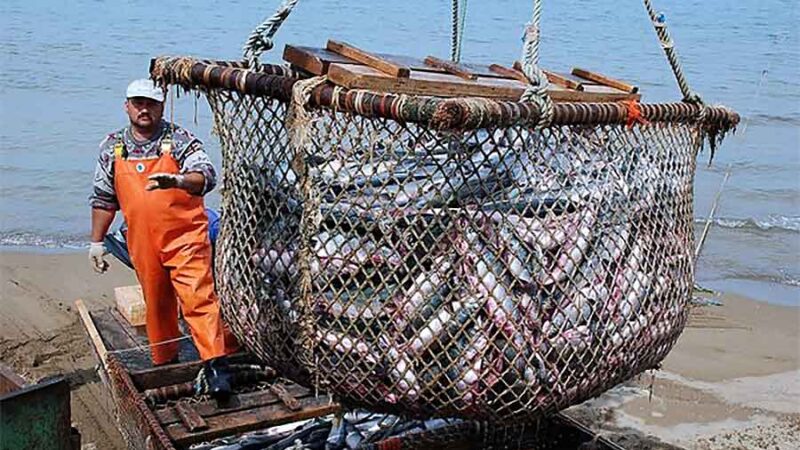 La Nación se apropia de los recursos pesqueros de Buenos Aires